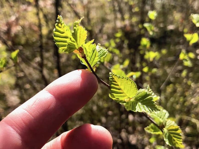 Forest Bathing in Stockholm nature with certified guide - Dressing tips so you can actually relax