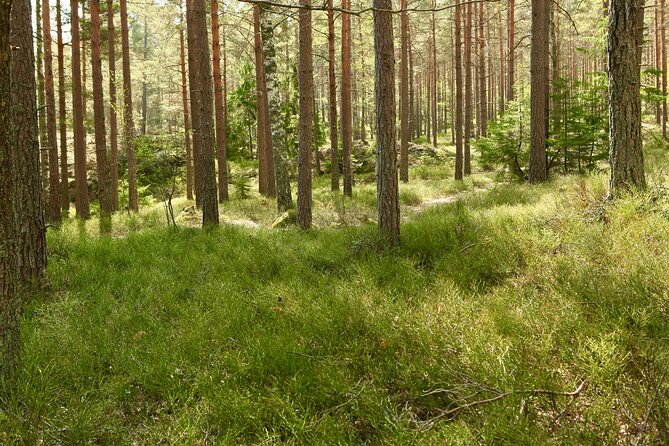 Forestbathing Slow Walking and Healing Spring Water, Stockholm - Guided meditation, including a walking meditation return