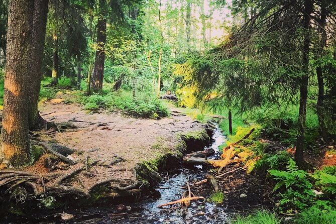 Forestbathing Slow Walking and Healing Spring Water, Stockholm - Who this tour is for, and who should skip it