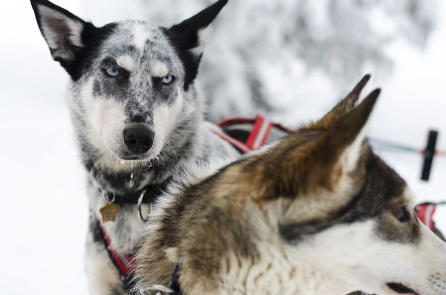 From Abisko: Dog Sledding Excursion to Kiruna with Fika - Key Things I’d Prioritize Before You Book
