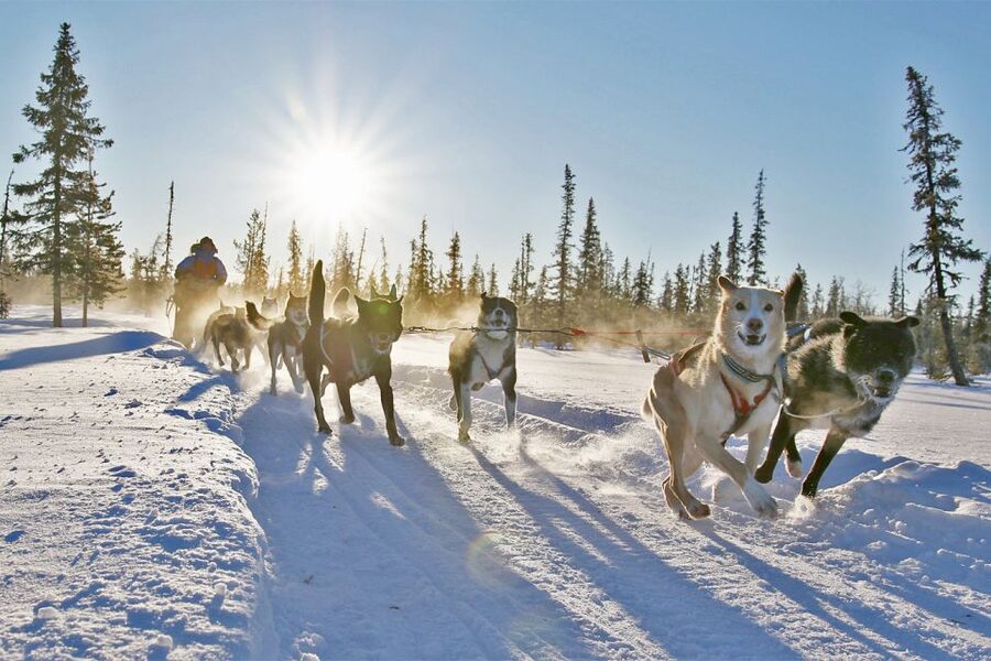 From Abisko: Dog Sledding Excursion to Kiruna with Fika - The Sled Ride: Sit Back, Stay Warm, and Enjoy the 10 to 12 km Route