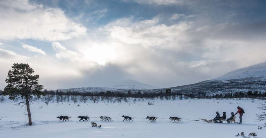 From Abisko: Dog Sledding Excursion to Kiruna with Fika - Dog Cuddles and Belly Rubs: Getting Past the Photo and Into the Experience