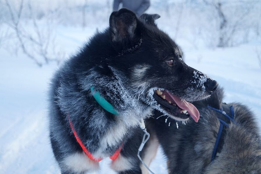 From Abisko: Dog Sledding Excursion to Kiruna with Fika - Price and Value: Is $276 Reasonable?