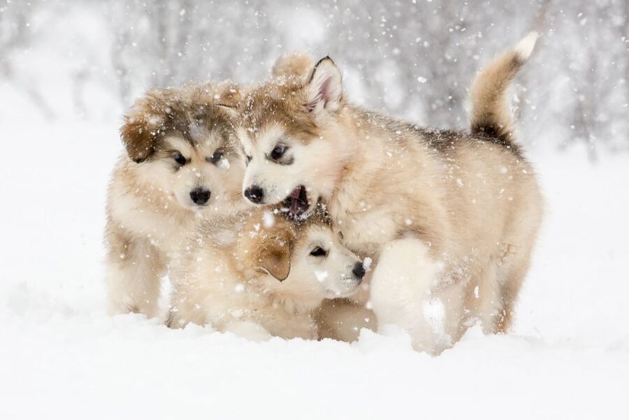From Abisko: Dog Sledding Excursion to Kiruna with Fika - Getting From Abisko To Kiruna Without Turning It Into a Project