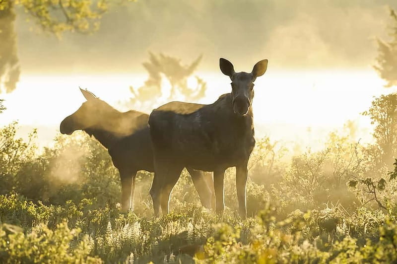 From Stockholm: Moose & Wildlife Safari with Campfire Dinner - What You Need to Know Before You Go (So the Evening Flows)