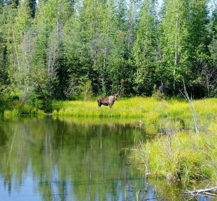 From Stockholm: Moose & Wildlife Safari with Campfire Dinner - Moose Safari From Stockholm, What Makes It Feel Different