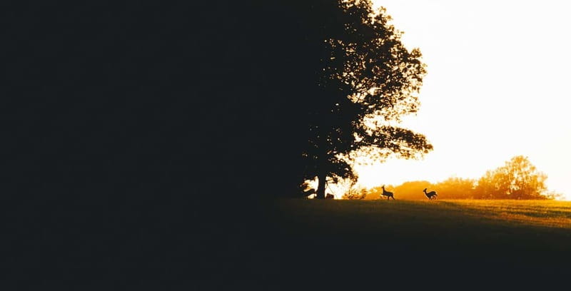 From Stockholm: Moose & Wildlife Safari with Campfire Dinner - Campfire Stories That Actually Help You Spot Wildlife