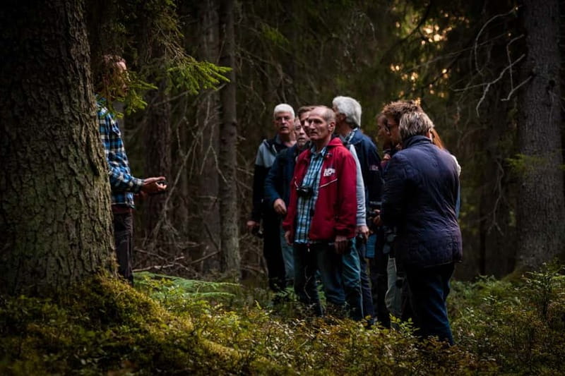 From Stockholm: Moose & Wildlife Safari with Campfire Dinner - The Forest Walk for Tracks: Why This Is More Than a Stroll