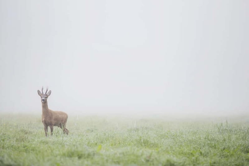 From Stockholm: Moose & Wildlife Safari with Campfire Dinner - Price and Value: Is 160 USD Worth It?