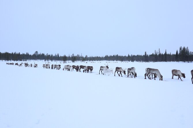 Full-Day Reindeer Tour with Pickup in Kiruna - Pickup from Kiruna: easy when you follow the rules