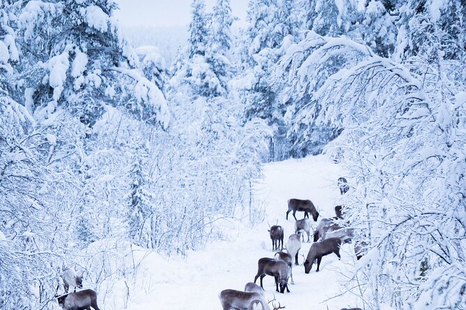 Full-Day Reindeer Tour with Pickup in Kiruna - Winter comfort: what you should wear and what they help with