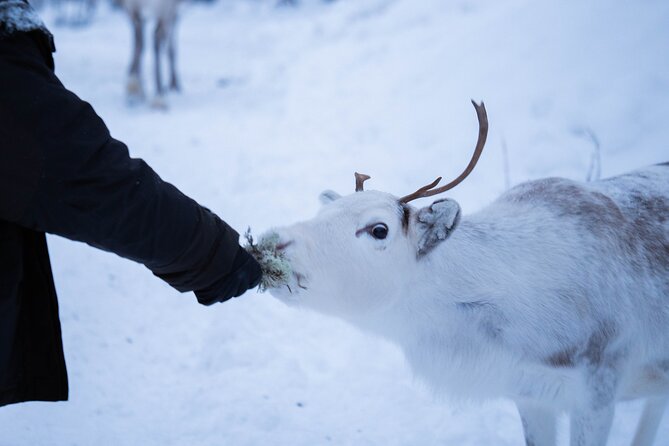 Full-Day Reindeer Tour with Pickup in Kiruna - Hands-on feeding with the reindeer and the Sami herder