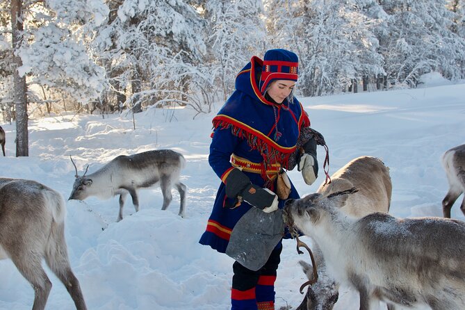 Full-Day Reindeer Tour with Pickup in Kiruna - Price and value in Swedish Lapland terms