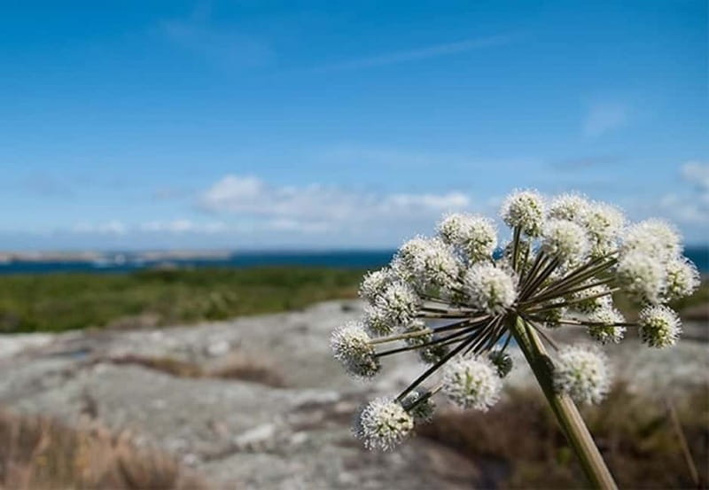 Gothenburg: Guided Boat Tour to Vinga Island - Boarding at Lilla Bommen: where the day starts