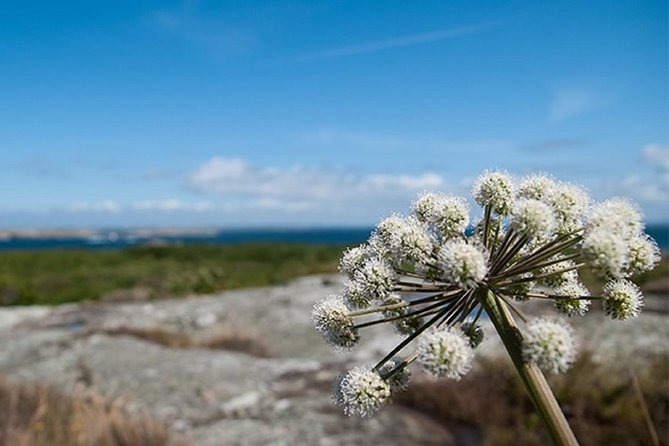 Guided boat tour to Vinga in Gothenburg - The 4.5-hour schedule: boat out, 1 hour on Vinga, boat back