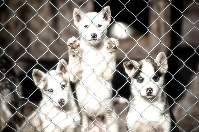 Husky cuddle at Fjälläventyr Dog Park - admission ticket - Meet the pack: Alaskan Huskies, Siberian Huskies, and Malamutes