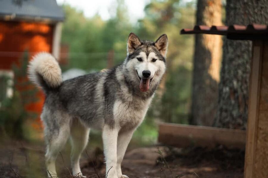 Husky hike followed by a campfire near Skellefteå - The 1.5 to 2 Hour Walk: Each Person With a Malamute