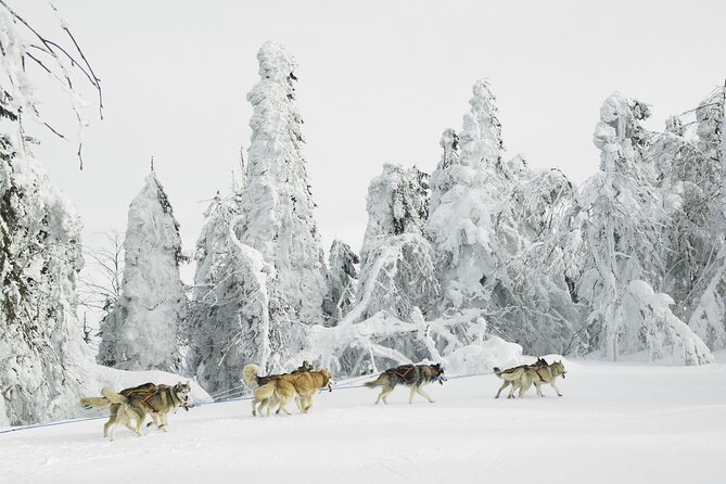Husky Sledding Tour - Key Points That Matter on This Husky Sled Tour