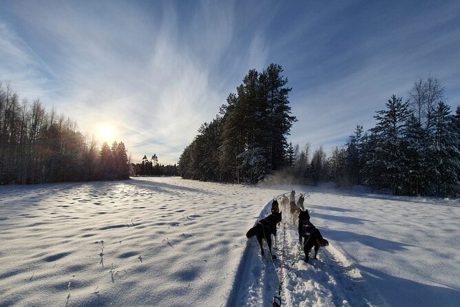 Husky Sledding Tour - Why This Husky Sled Ride Feels Personal in Swedish Lapland