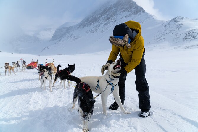 Husky Sledding Tour - The Harnessing Moment, Then Sledding With Your Own Huskies