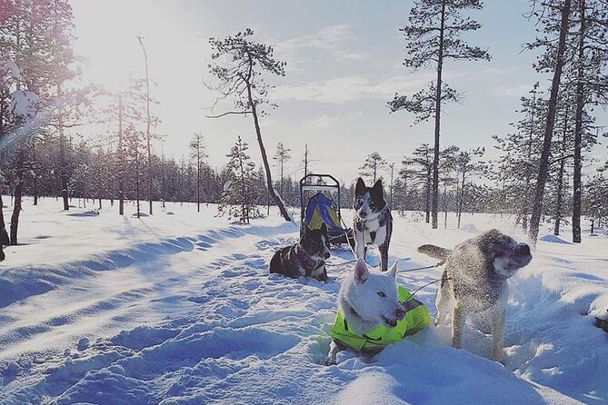 Husky Sledding Tour - Kennel Tour and Treat Time, How the Dogs Get Their Much-Deserved Break