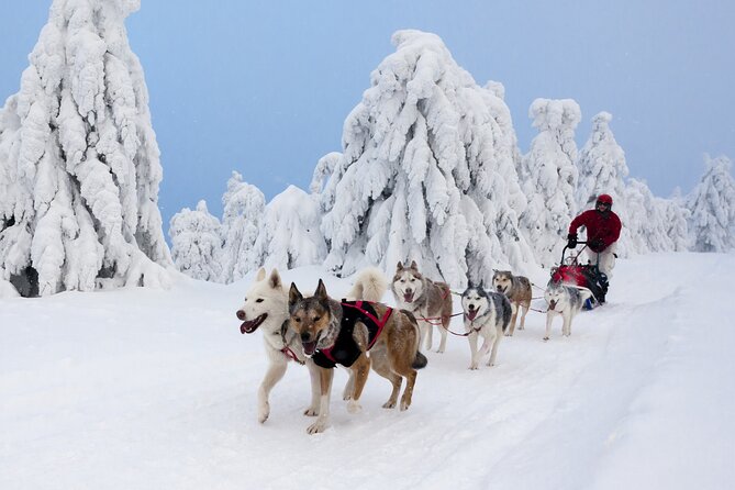 Husky Sledding Tour - Price, Timing, and Value for a 4.5-Hour Private Adventure