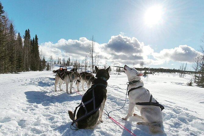 Husky Sledding Tour - Getting Suited Up at AVATRÄSK, Then Meeting the Team