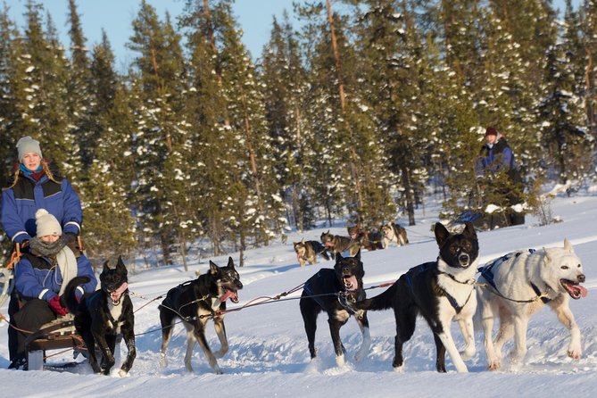 Husky Tour Sit and Drive Combo Tour from Kiruna - Key highlights to know before you go