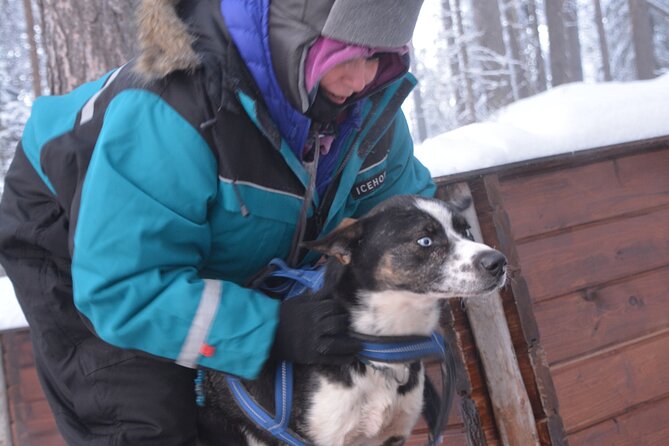 Husky Tour Sit and Drive Combo Tour from Kiruna - The sled lesson: driving with a companion (and why it works)