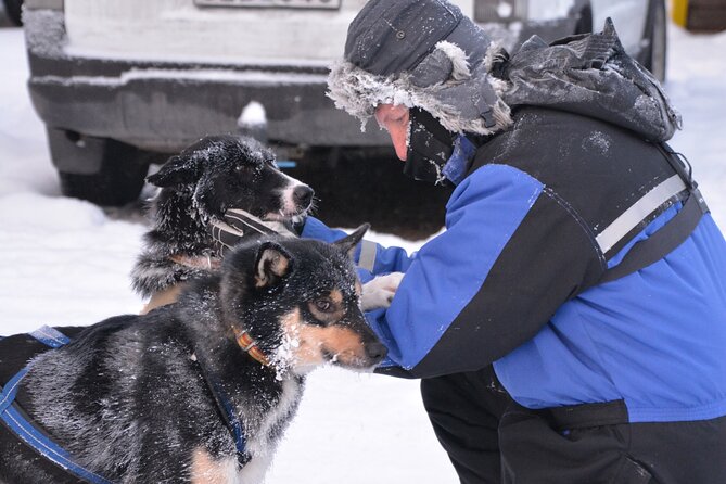 Husky Tour Sit and Drive Combo Tour from Kiruna - Kennel wrap-up: feeding, unharnessing, and resetting the team