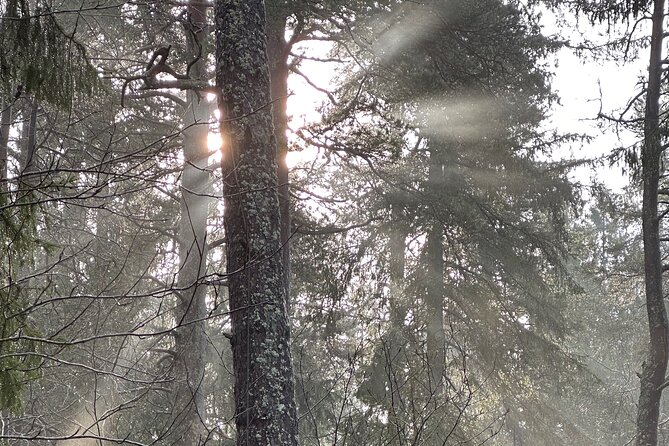 Icebathing and Sauna, Forest Hike and Fireplace Lunch - Private - Price, Pickup, and the Small Logistics That Save Your Day