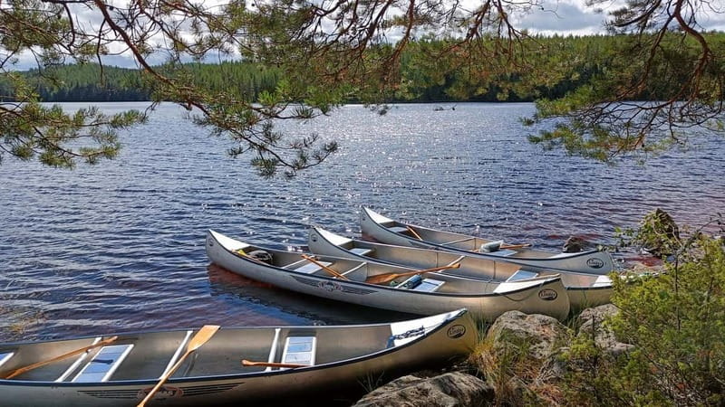 Johannisholm: Guided Canoe Tour on Lake Venjanssjön - Finding the Water-Lily Lagoon without the crowds