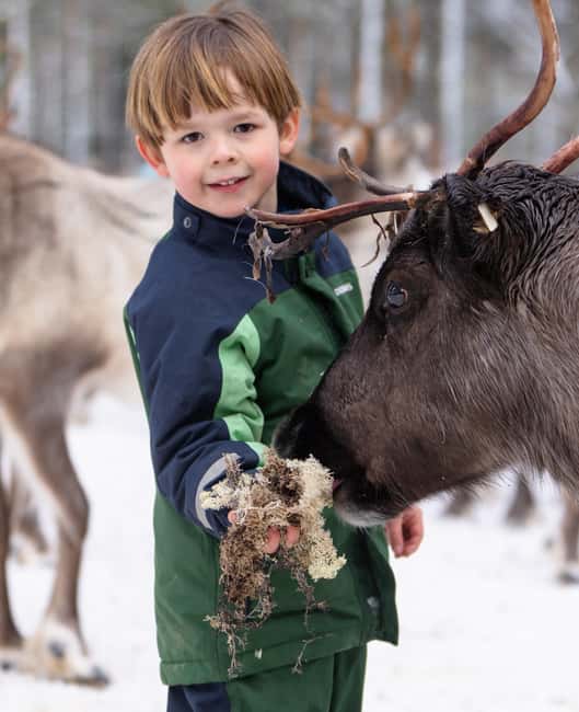 Kalix: Reindeer Safari in lapland - Key things to know before you go