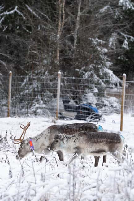 Kalix: Reindeer Safari in lapland - Kalix reindeer safari with Think Lapland: the simple plan