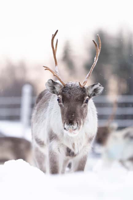 Kalix: Reindeer Safari in lapland - Reindeer time: feeding, quiet animal behavior, and Sami everyday stories