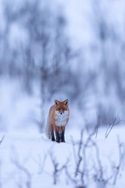 Kiruna: Daytime Snowshoe Hike - Should You Book This Kiruna Snowshoe Hike?