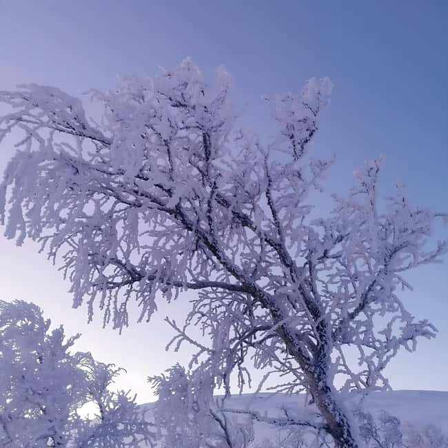 Kiruna: Daytime Snowshoe Hike - Who This Hike Suits Best in Kiruna