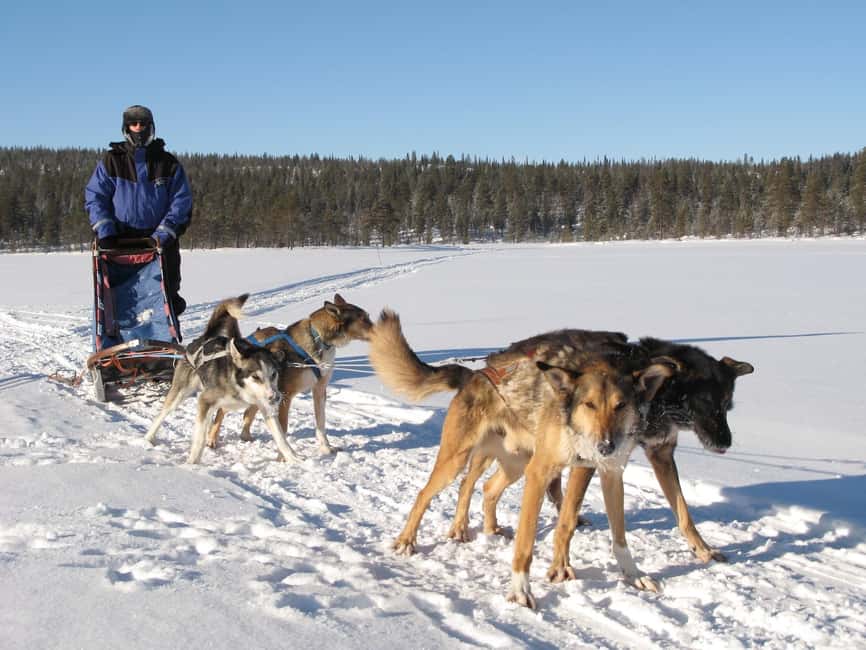 Kiruna: Dogsledding Husky tour with Lunch - Key points to know before you go