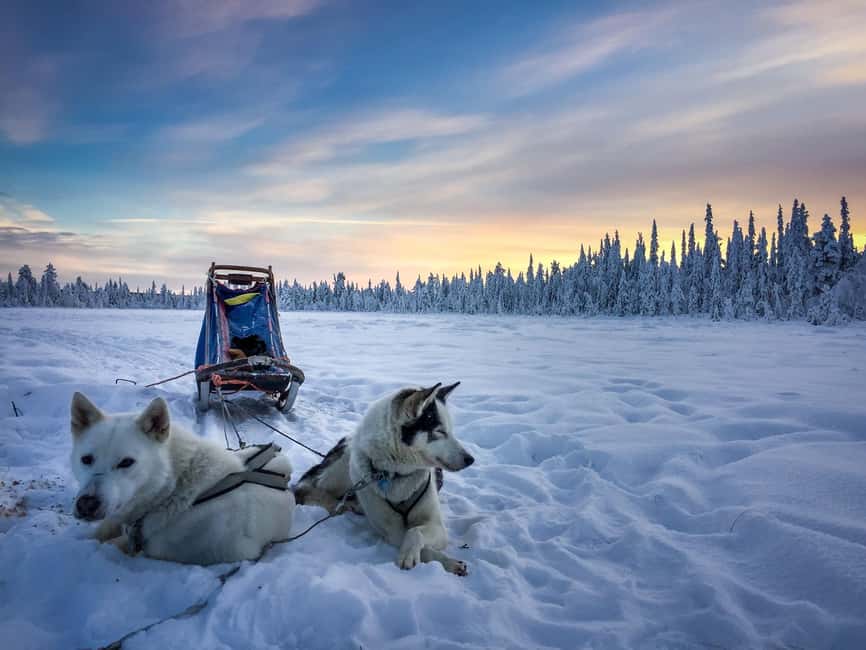 Kiruna: Dogsledding Husky tour with Lunch - Kiruna huskies: what you are really signing up for