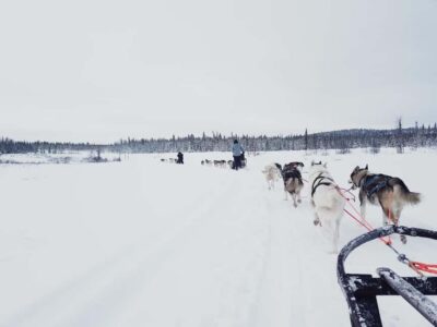 Dogsledding Husky tour with Lunch