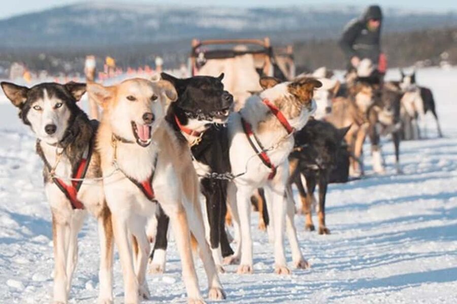 Kiruna: Drive Your Own Team Lunch Tour - The Part You’ll Remember: Learning to Drive Your Own Huskies