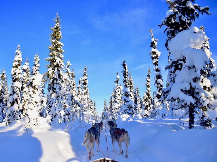 Kiruna: Family-friendly Short Husky Tour with Coffee - Key highlights I think you will actually care about