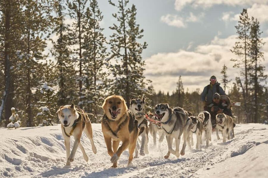 Kiruna: Family-friendly Short Husky Tour with Coffee - Why This 2.5 Hour Kiruna Husky Tour Feels Perfectly Sized