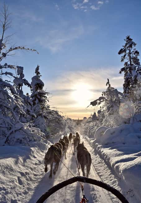 Kiruna: Family-friendly Short Husky Tour with Coffee - Riding the Large Husky Sleigh, with Space and Real Guide Control