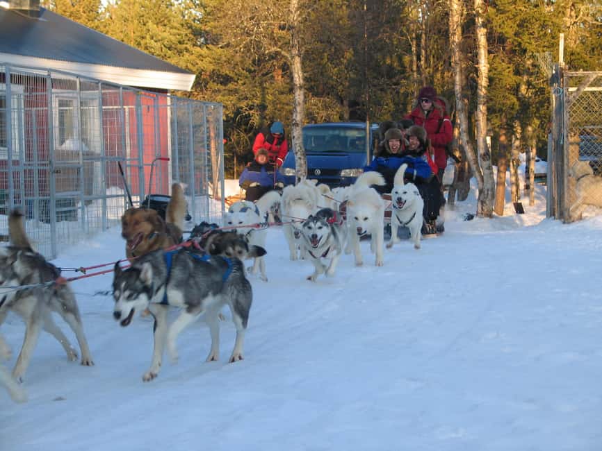 Kiruna: Family-friendly Short Husky Tour with Coffee - The Campfire Coffee and Sandwich Stop You Will Actually Remember