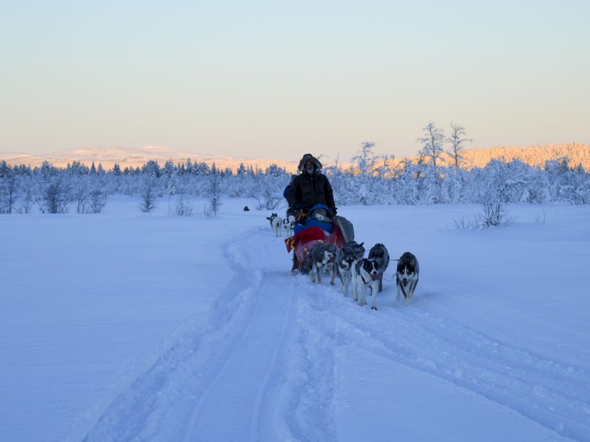 Kiruna: Guided Afternoon Drive Your Own Dog Sled Tour - Kiruna Afternoon Drive in a Nutshell
