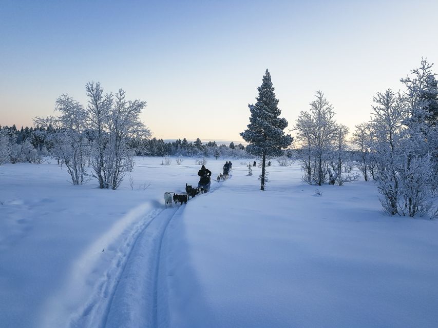Kiruna: Guided Afternoon Drive Your Own Dog Sled Tour - Kiruna’s afternoon husky run: the real draw