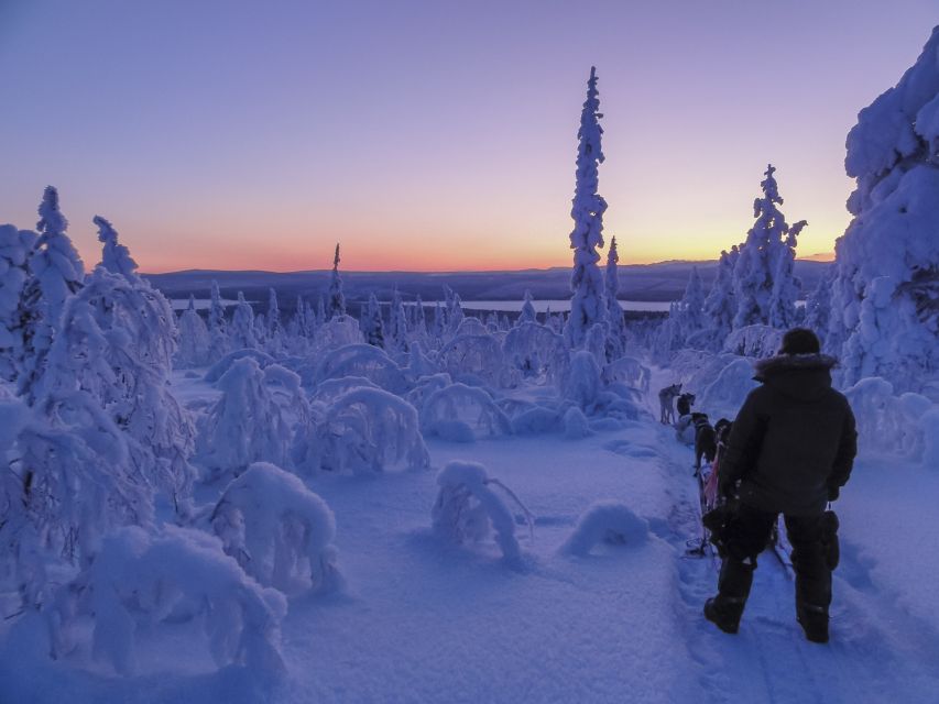 Kiruna: Guided Afternoon Drive Your Own Dog Sled Tour - Where and when this starts in Kiruna