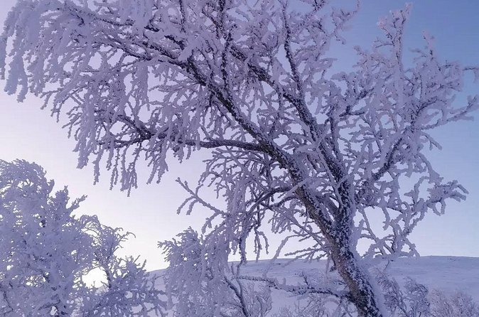 Kiruna Guided Daytime Snowshoe Hike - Step Into the Snowshoe Hike: What the 10K Forest Walk Feels Like