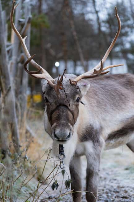 Kiruna: Icehotel and Sami Camp Day Trip - Reindeer Camp Time With Real Sámi Life Stories